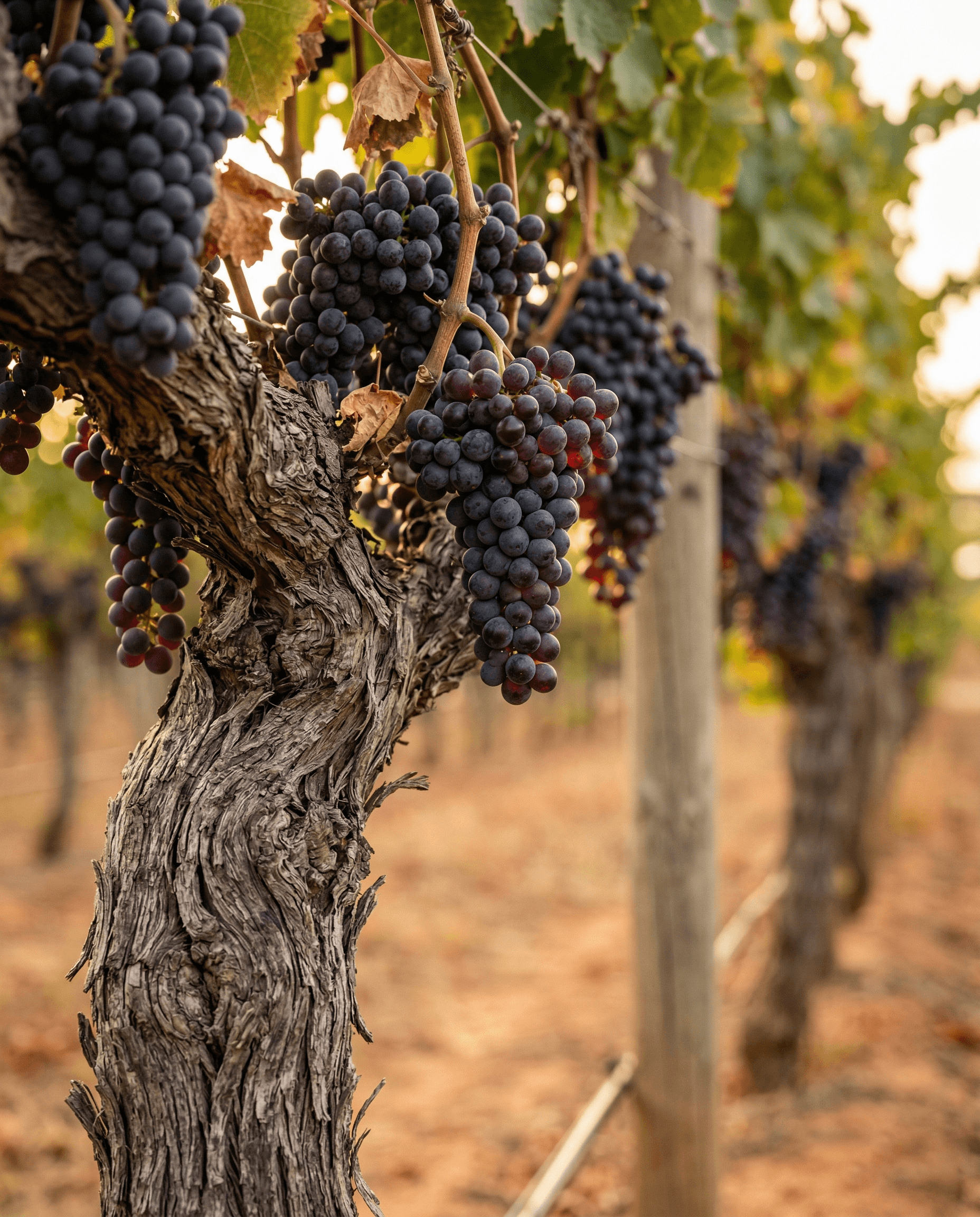 The Blueprint: Barossa Valley